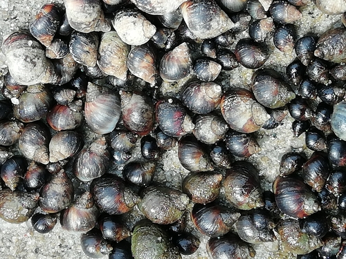 Small Periwinkle