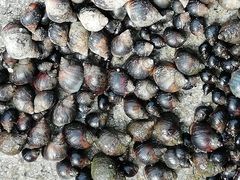 Melarhaphe neritoides