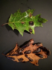 Taphrina caerulescens