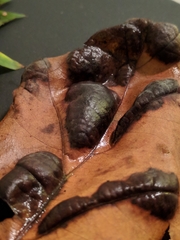 Taphrina caerulescens