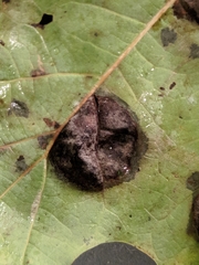 Taphrina caerulescens