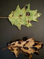 Taphrina caerulescens