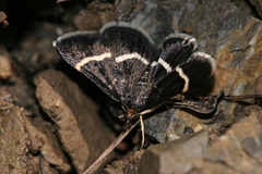 Pyrausta cingulata