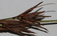 Schoenus comparoides