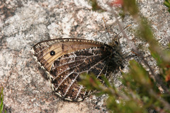 Oeneis glacialis