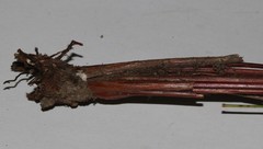 Schoenus comparoides