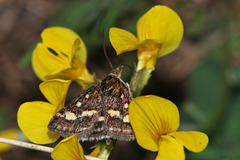 Pyrausta ostrinalis