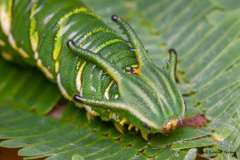 Polyura bharata