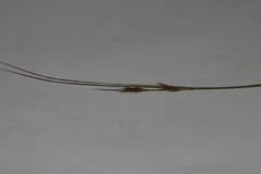 Schoenus comparoides