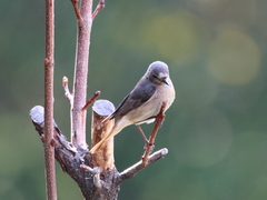 Phoenicurus phoenicurus