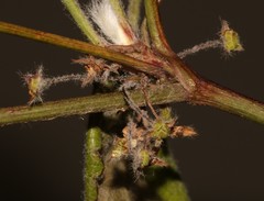 Centella eriantha