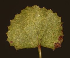 Centella eriantha