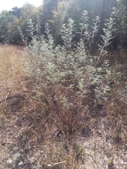 Indigofera lindheimeriana