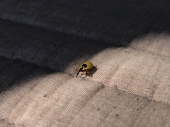 Anchylorhynchus variabilis