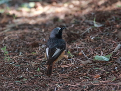 Phoenicurus phoenicurus