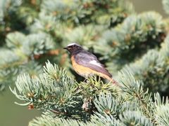 Phoenicurus phoenicurus