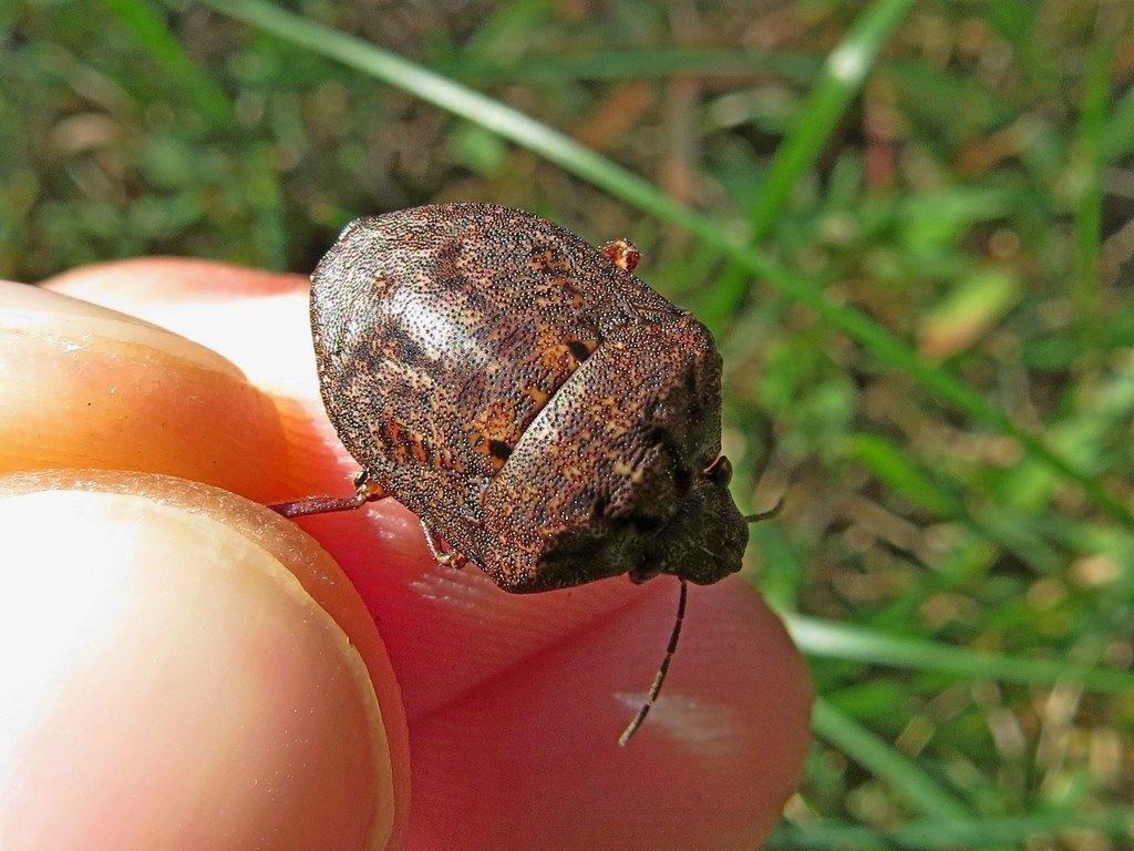 shieldbacked pine seed bug