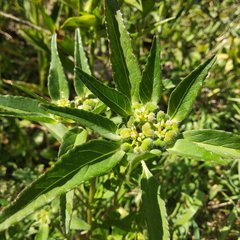 Euphorbia cuphosperma
