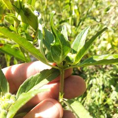 Euphorbia cuphosperma