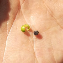 Euphorbia cuphosperma