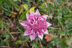 Astrantia maxima