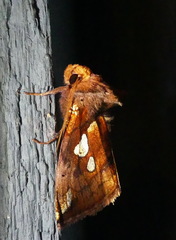 Plusia magnimacula