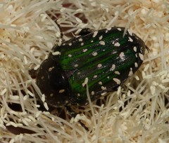 Leucocelis adspersa adspersa