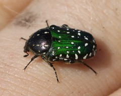 Leucocelis adspersa adspersa