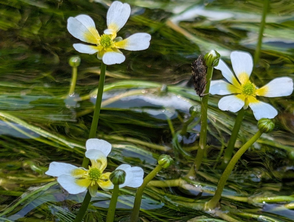 River water-crowfoot