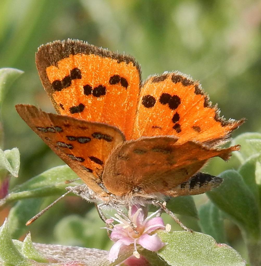 Chrysoritis chrysaor