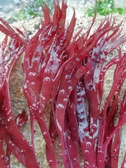 Solieriaceae