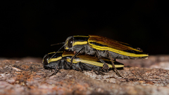 Epistomentis pictus