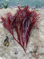 Solieriaceae