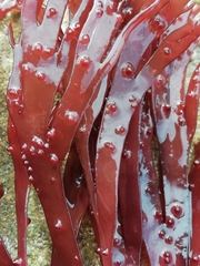 Solieriaceae