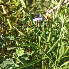 Salvia filifolia