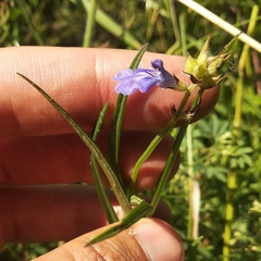 Salvia filifolia