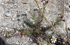 Perityle coronopifolia