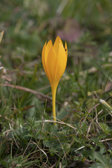 Crocus scharojanii