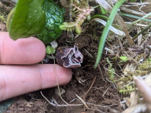 Asarum muramatsui iNat (1)