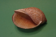Tonna perdix