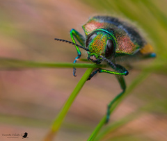 Hypoprasis elegans