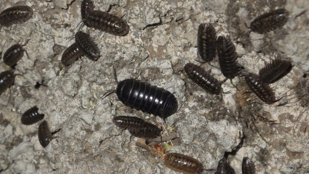 Armadillidium badium