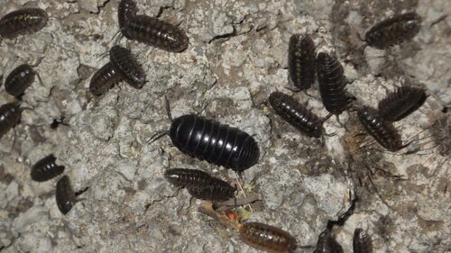 Armadillidium badium