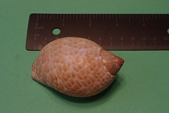 Tonna perdix