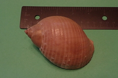 Tonna perdix