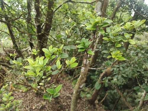 Ilex goshiensis iNat (1)