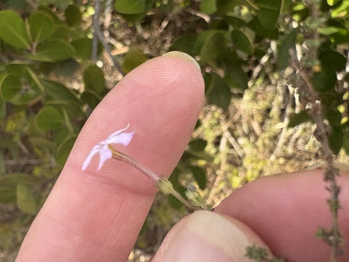 Lime Jaybee (Jamesbrittenia calciphila)