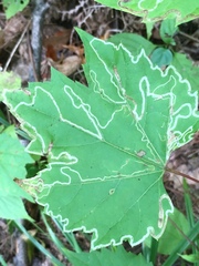 Phyllocnistis vitifoliella