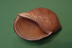 Tonna perdix