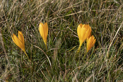 Crocus scharojanii